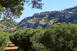 Les Alpilles, au coeur des paysages de Cézanne