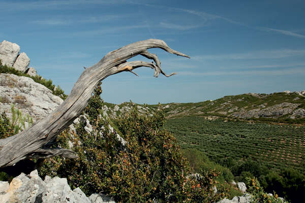Les Alpilles : Valeur refuge - Theme_2445_1.jpg