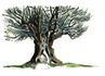 PIERRE OLIVIER IMMOBILIER