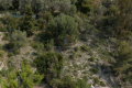 terrain MENTON 0 pi&egrave;ces 2699493_1