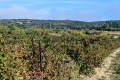 terrain CASTILLON-DU-GARD 3484374_1