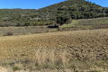 terrain ROUSSET LES VIGNES 3627277_3