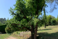 terrain VALBONNE 3740993_1