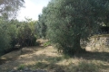 Building plot CHATEAUNEUF-GRASSE Carabacel 3851768_1