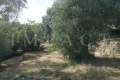 Building plot CHATEAUNEUF-GRASSE Cimiez 3921675_2