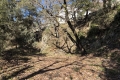 terrain ASPREMONT 4155225_1