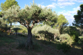 terrain SALERNES 4220591_1