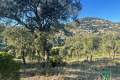 terrain LA LONDE-LES-MAURES 4220294_2