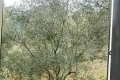 terrain BREIL-SUR-ROYA 4221173_1