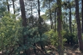 Maison LEGE-CAP-FERRET 4255806_2
