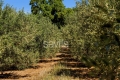 Maison STE-MAXIME 4343010_2