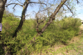 terrain ST-MARTIN-DE-CASTILLON 4350155_2
