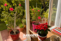 Appartement ANTIBES 4390031_2