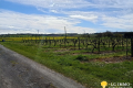 terrain ST CIERS DU TAILLON 4405902_2