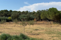 Maison ROQUEBRUNE-SUR-ARGENS 4423508_3