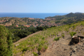 terrain COLLIOURE Bas Vernet Ouest 4438603_1