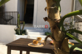Maison ARGELES-SUR-MER 4 pi&egrave;ces 4440321_1