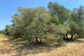 terrain CASTILLON-DU-GARD 4444414_2