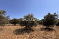 terrain COLONZELLE 4511945_1