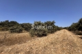 terrain COLONZELLE 4511945_2