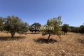 terrain COLONZELLE 4511945_3