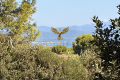 terrain GIENS 4518163_0