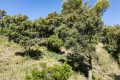 terrain LA LONDE-LES-MAURES 4521615_1