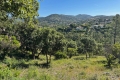 terrain LA LONDE-LES-MAURES 4521615_2
