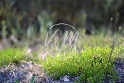 Building plot for sale in LANTON   - 4000 m² 