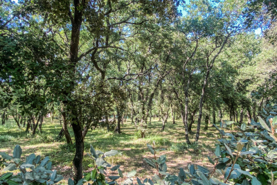 terrain à vendre à ST-SIFFRET   - 937 m² 