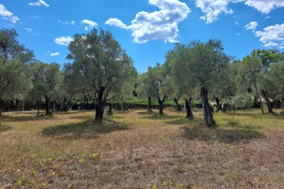 terrain &agrave; vendre lagarde 