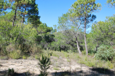 terrain &agrave; vendre mais 1041 