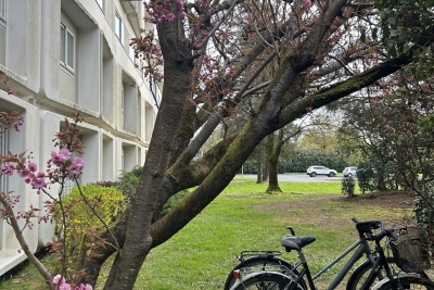 Appartement à vendre atlantique habitation 