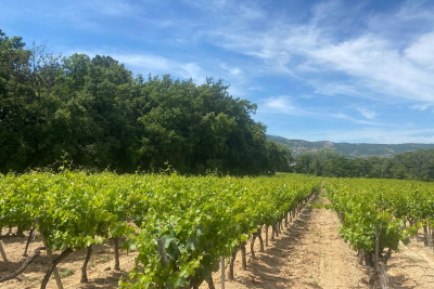 terrain &agrave; vendre hectares agricole 