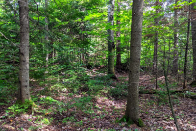 terrain &agrave; vendre &agrave; LORGUES   - 5598 m&sup2; 