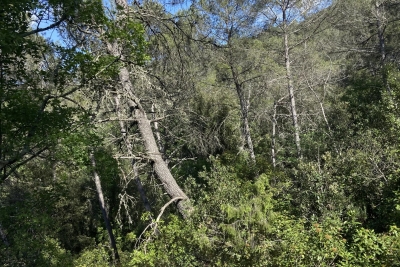terrain &agrave; vendre &agrave; TOURVES   - 14860 m&sup2; 