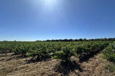 terrain &agrave; vendre &agrave; FONTANES Vallabrègues  - 60520 m&sup2; 