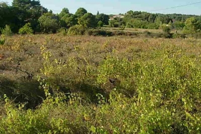 terrain &agrave; vendre &agrave; CLERMONT-L'HÉRAULT Cazouls-d'Hérault   